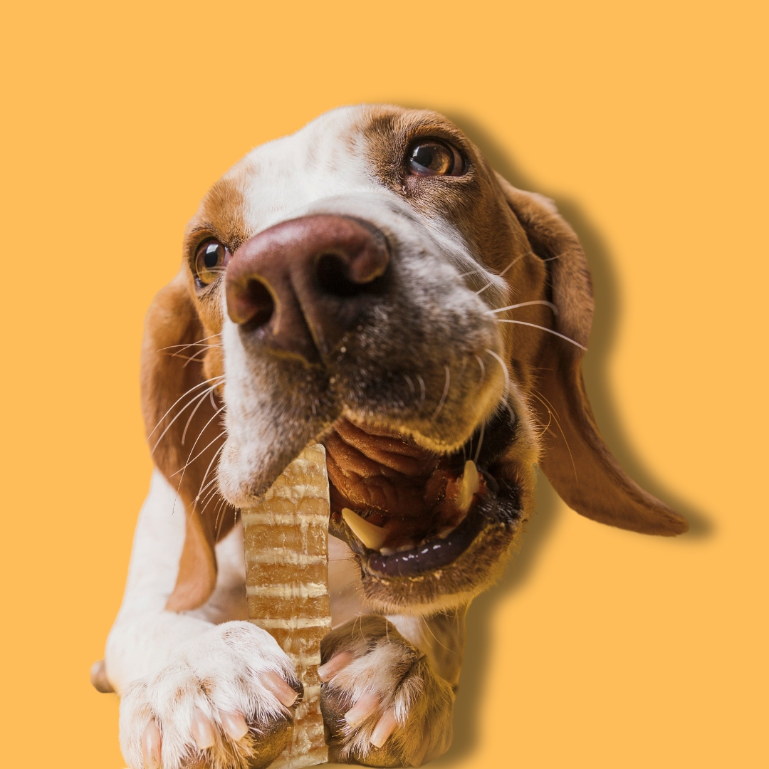 Premios masticables para perros